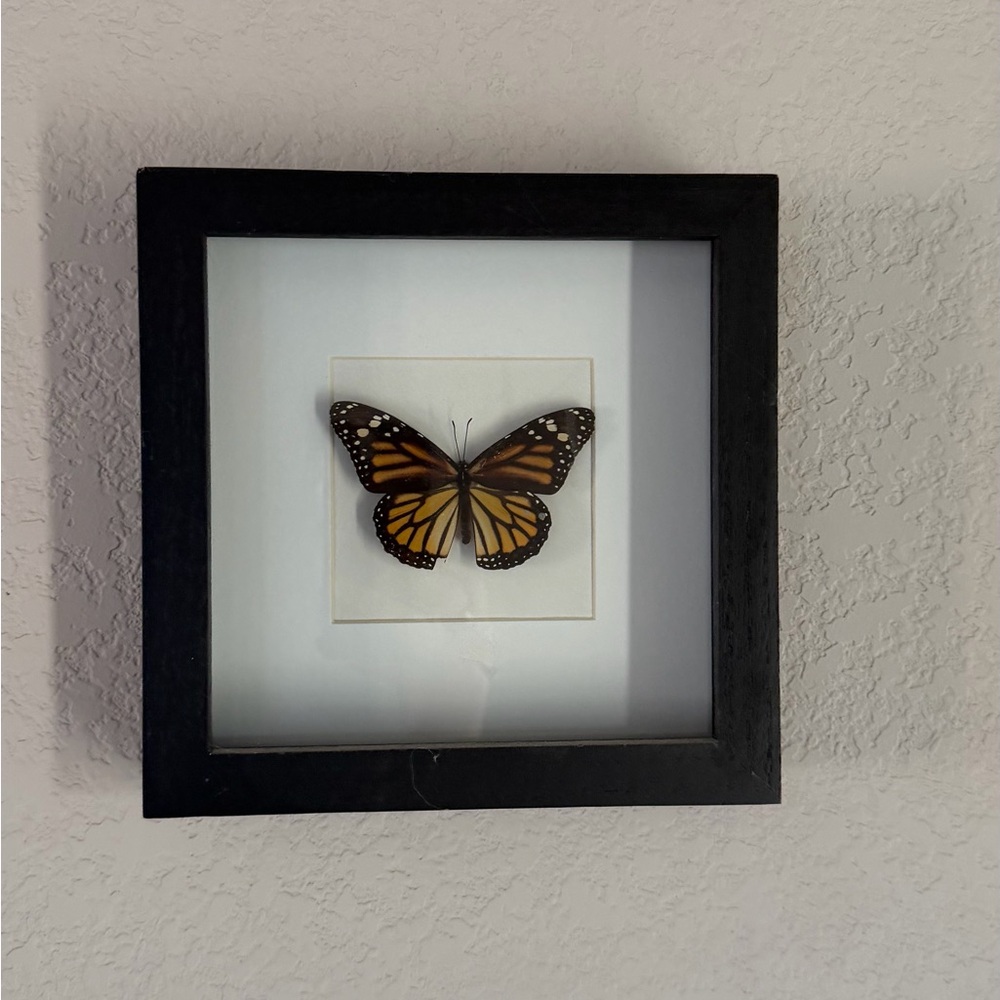 Framed Monarch Butterfly Art